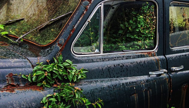 Wreckage of a car overgrown with foliage