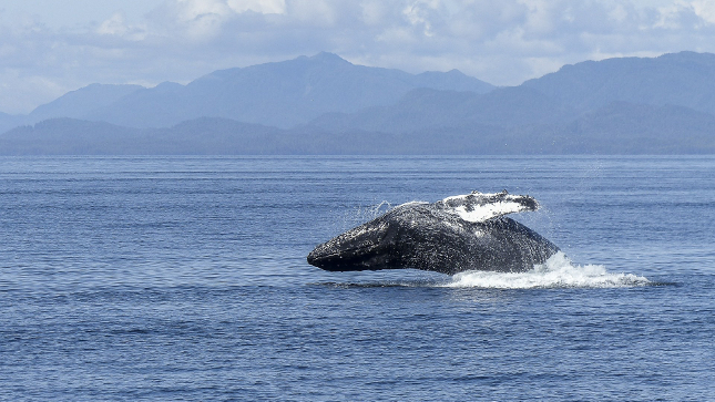 Shooting Whales